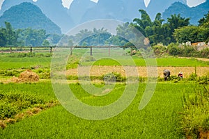 Guiling landscape with rice fields