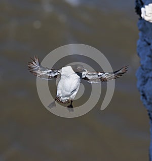 Guillemot