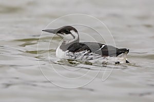 Guillemot bird swimming in winter plumage