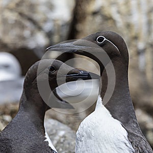 Guillemot and bridled guillemot