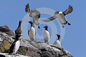 Guillemot Colony - Treshnish Islands - Scotland