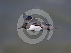 Guillemot (Common Murre)