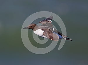 Guillemot (Common Murre)