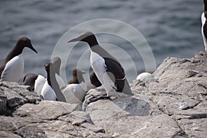 The Farne Islands, Northumberland, United Kingdom photo