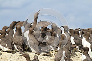 A Guillemot with fish