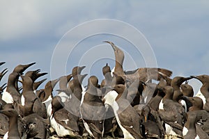 A Guillemot with fish