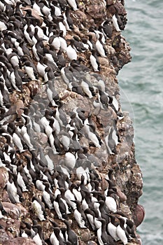 Guillemot at Fowlsheugh