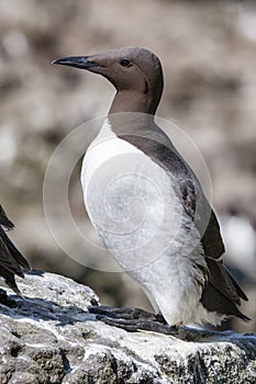 Guillemot - Island of Lunga - Scotland photo