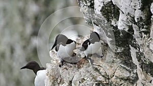 A Guillemot and Razorbill side by side for Comparison