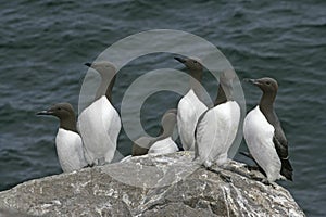 Guillemot, Uria aalge