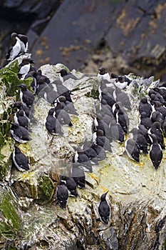 Guillemot - Uria aalge, black and white sea bird