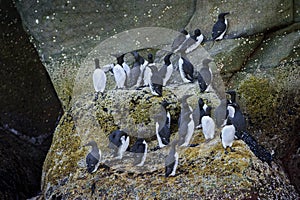 Guillemot - Uria aalge, black and white sea bird