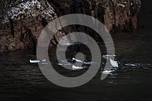 Guillemot - Uria aalge, black and white sea bird