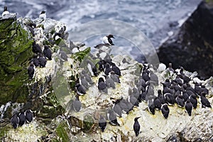 Guillemot - Uria aalge, black and white sea bird