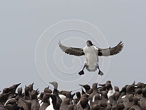 Guillemot, Uria aalge or Common mure