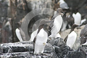 Guillemots