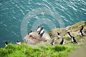 Guillemots on a cliff with sea behind them
