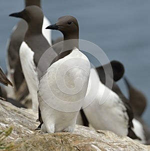 Guillemots or Common Murre