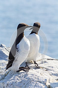 Guillemots at the Farne Islands