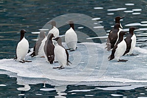 Guillemots on the ice floe arctic sea