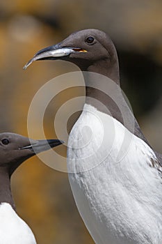 Guillemots - Island of Lunga - Scotland