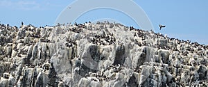 Guillemots and Kittiwakes, cliffs, Farne Islands