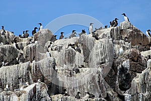 Guillemots and Kittiwakes, cliffs, Farne Islands