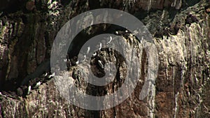 Guillemots and razor bills on a rock ledge England