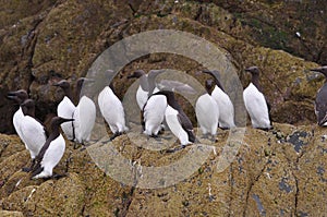 Guillemots sat on a rock