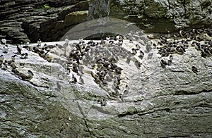 Guillemots, Shetland