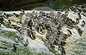 Guillemots, Shetland