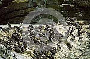 Guillemots, Shetland