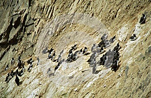 Guillemots, Shetland