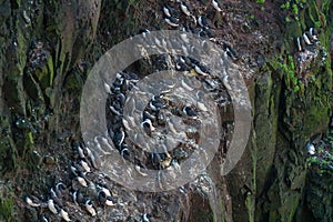 Guillemots are sitting/nesting in the steep  rocky and mossy cliffs of Latrabjarg in Iceland.