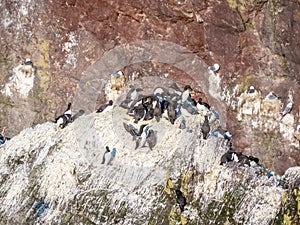 Guillemots in St Abbs Head, Scotland