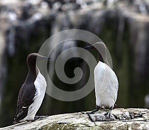 Guillemots