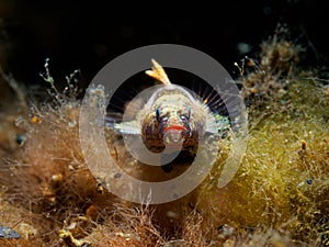 Guillet\'s goby, Lebetus guilleti. Loch Linnhe, Scottish Highlands