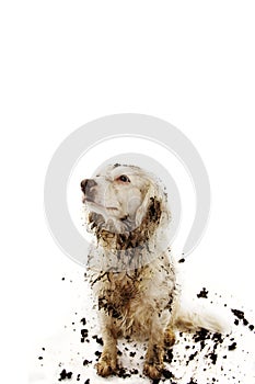 GUILTY DIRTY DOG AFTER PLAY IN A MUD PUDDLE. ISOLATED STUDIO SHOT ON WHITE BACKGROUND