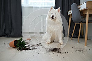 Guilty dog on the floor next to an overturned flower