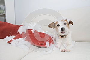 Guilty dog mischief. funny jack russell alone at home after bite and destroy a pillow. separation anxiety concept photo