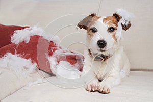 Guilty dog mischief. funny jack russell alone at home after bite and destroy a pillow, sitting over a sofa. separation anxiety