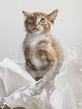 Guilty Ginger Kitten, mixed-breed cat, playing with soft paper