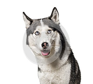 Guilty or intrigued Siberian Husky dog looking up photo