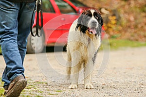 A guilty Landseer dog looking funny