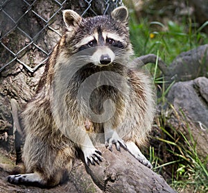 Guilty Raccoon photo