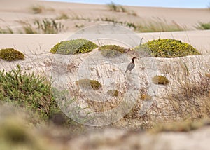 Guincho coast line