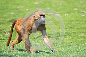 Guinea baboon