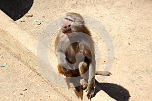 Guinea baboon