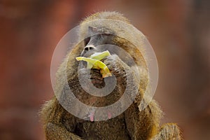 Guinea baboon, Papio papio, monkey from Guinea, Senegal and Gambia. Detail of wild mammal in the nature habitat. Monkey feeding photo