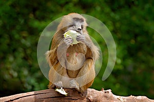 Guinea baboon, Papio papio, monkey from Guinea, Senegal and Gambia. Wild mammal in the nature habitat. Monkey feeding fruits in th photo